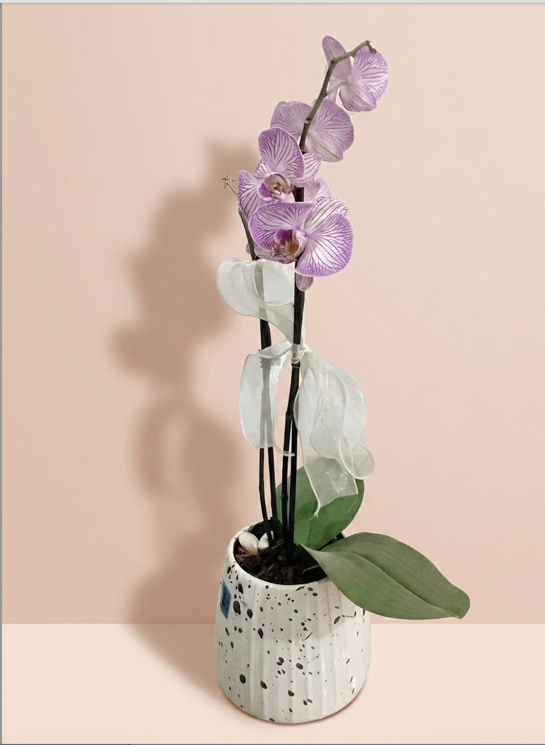 Orquídeas